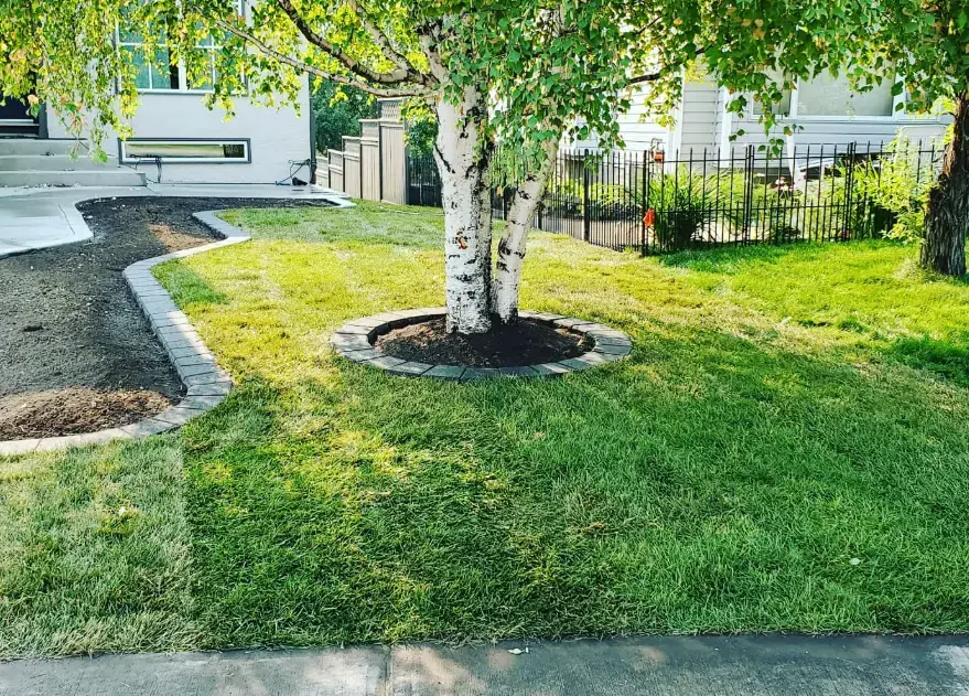 Serene family-friendly yard featuring lush greenery and privacy landscaping.